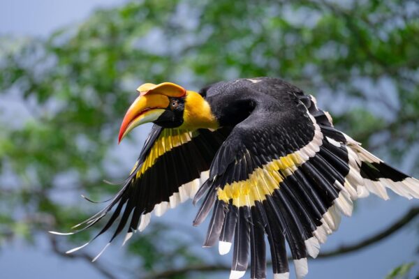 Nikon NIKKOR Z 600mm f/6.3 VR S Lens |Super Telephoto for Z Series mirrorless Cameras | Nikon USA Model - Image 7